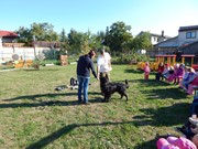 Sorbon - pes fotbalista